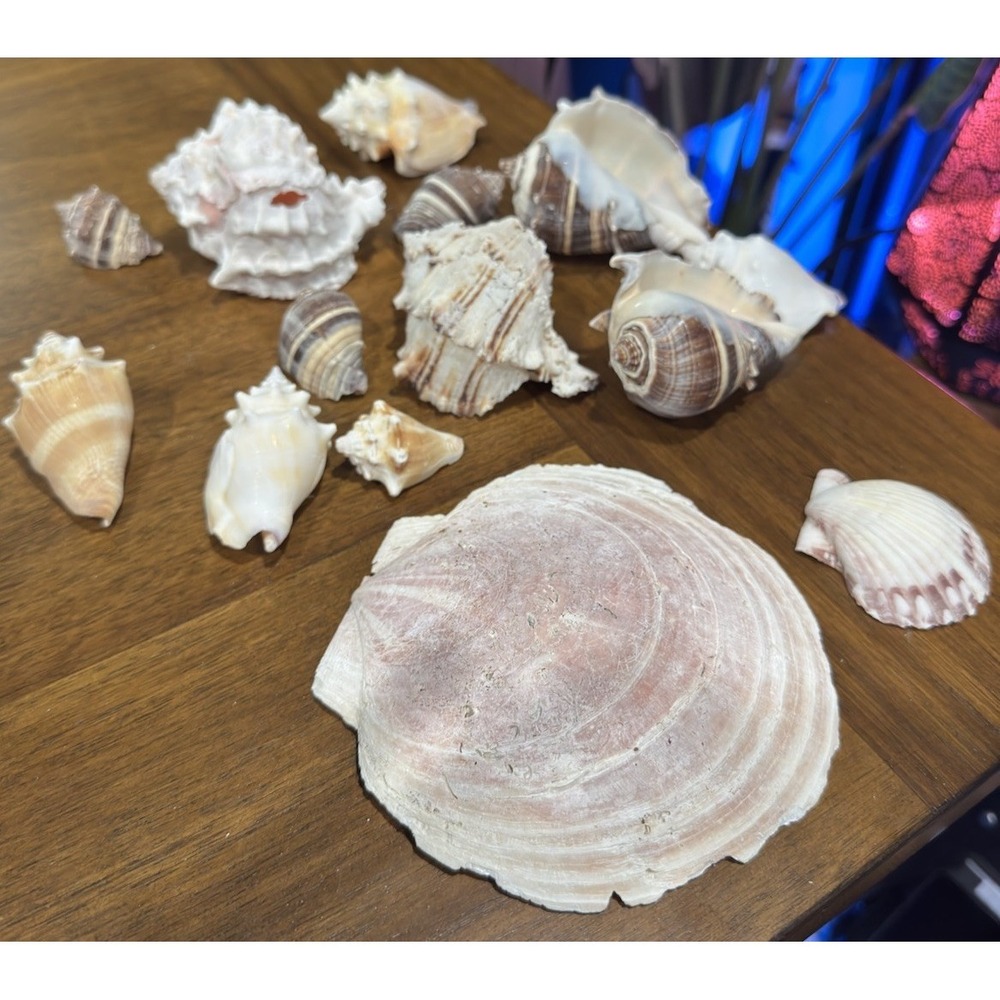 Sea Shells Mixed Beach Seashells Various‎ Sizes Natural Seashel